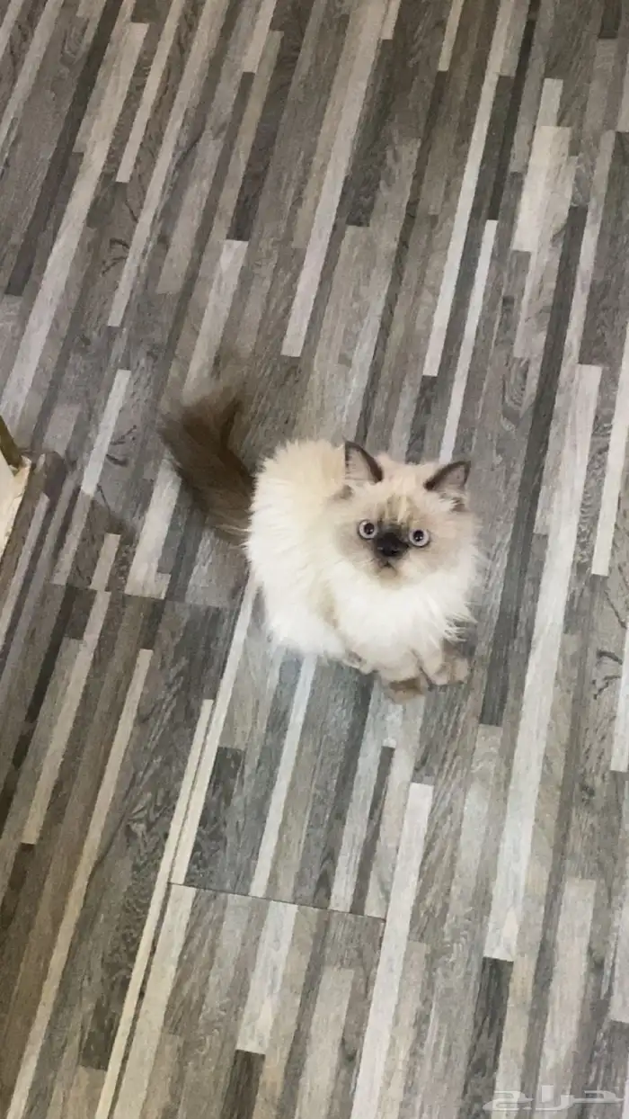 هملايا 4