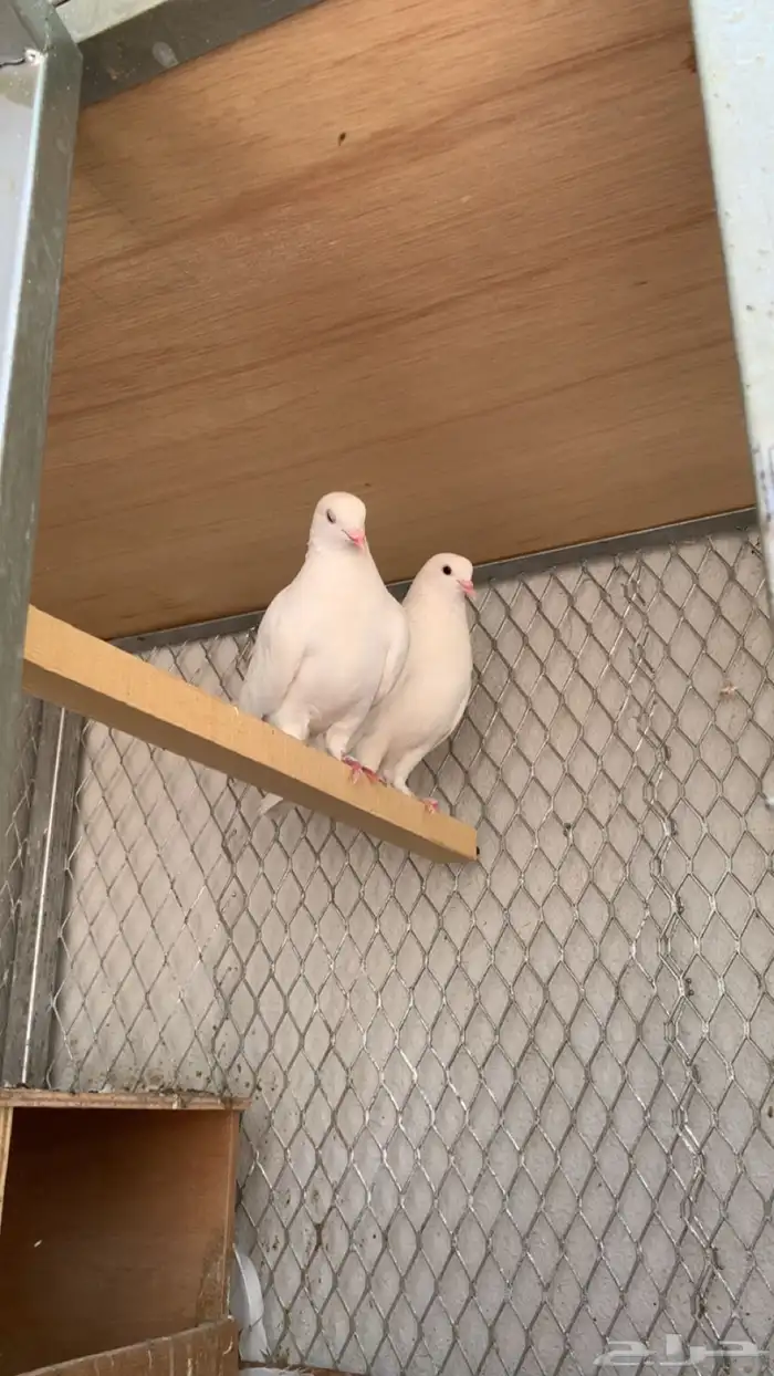 6 أزواج حمام ابيض للبيع 1