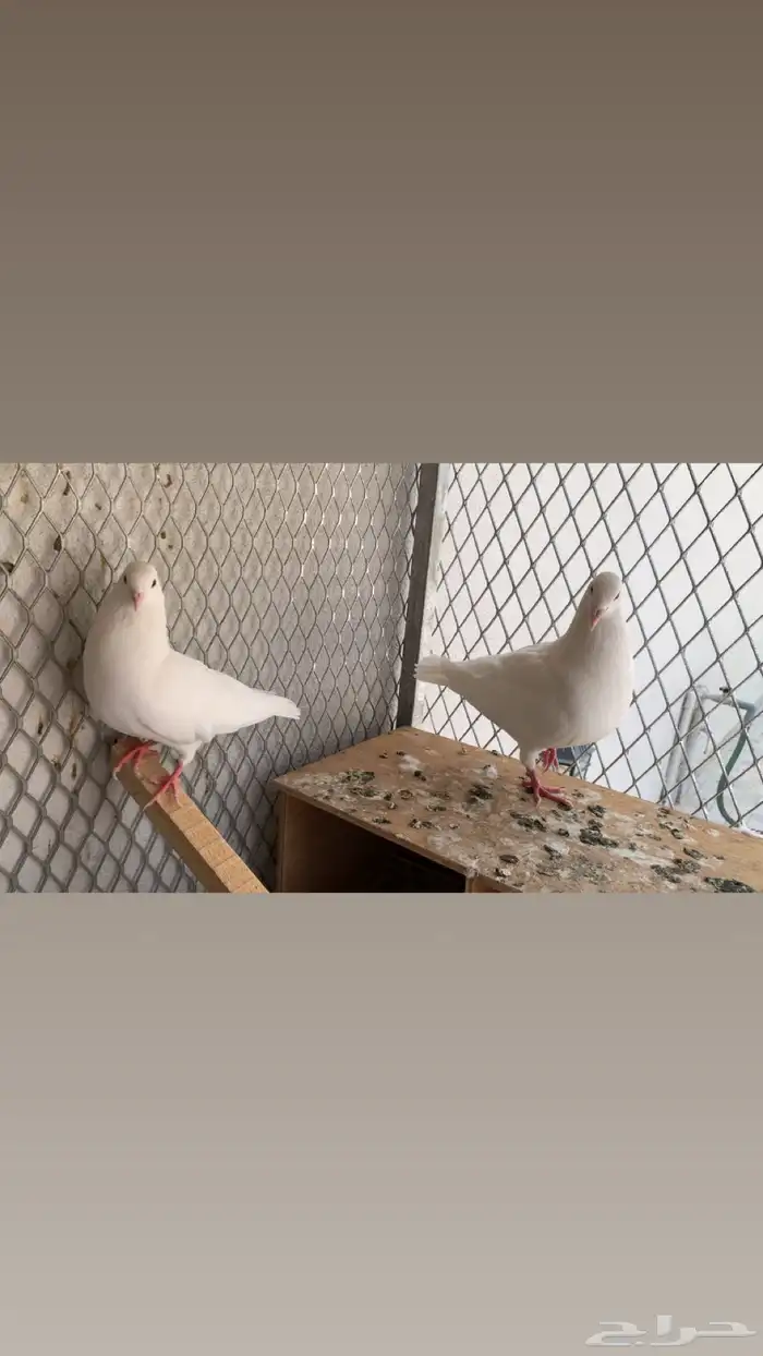 6 أزواج حمام ابيض للبيع 5