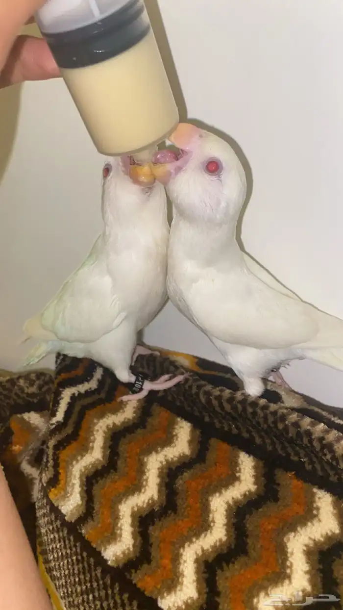 روز البينو نص ولافة 9