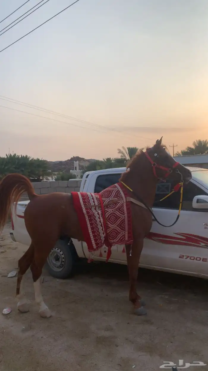 حصان كفو كرزما وسبوق 7