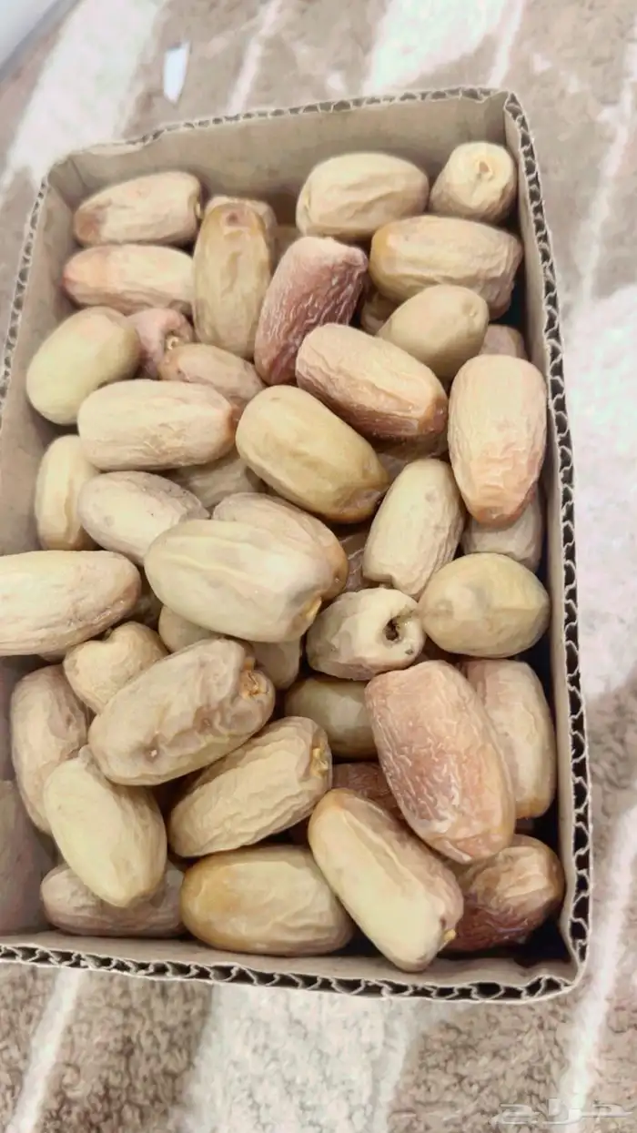 تمر بديره جديد وصفري 1