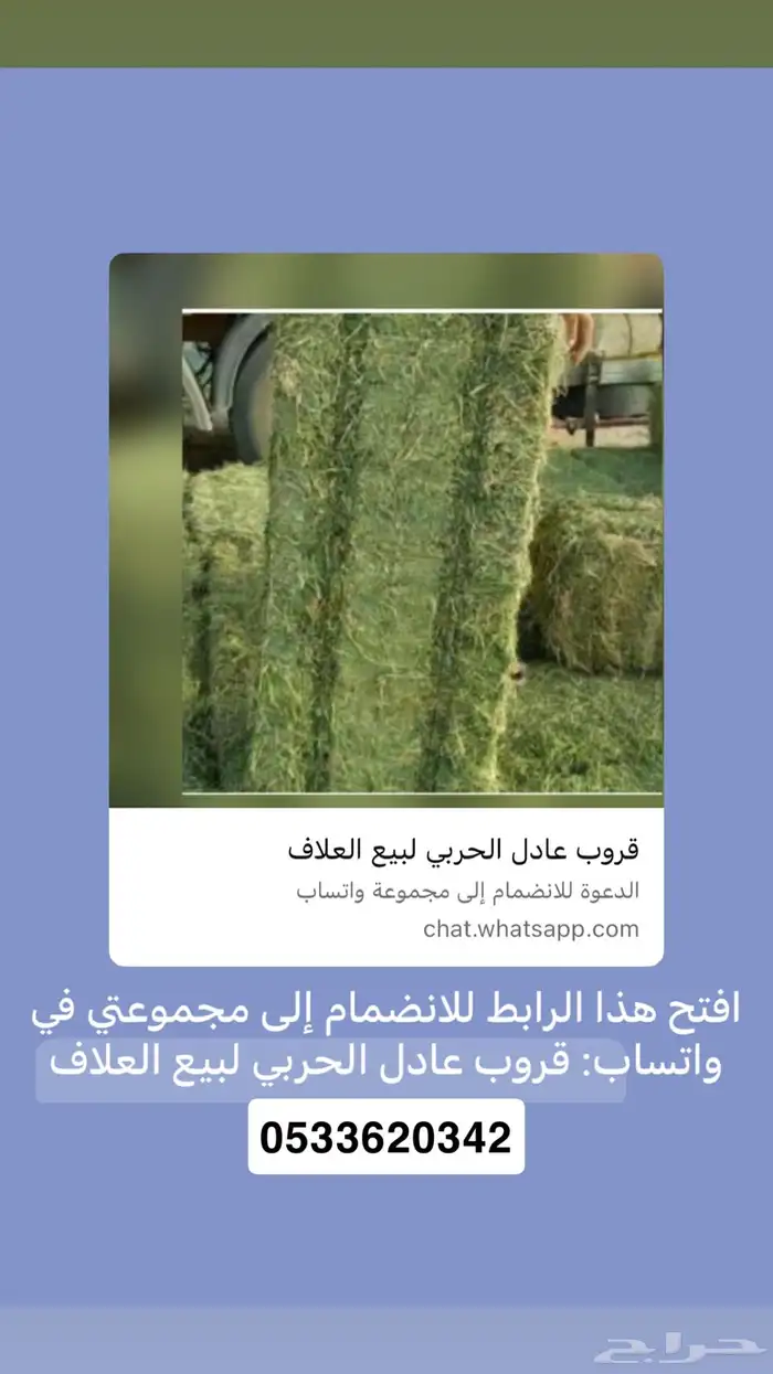 برسيم ورق عود ناعم طوله 90 إلى 95 الوزن 20 إلى21 0