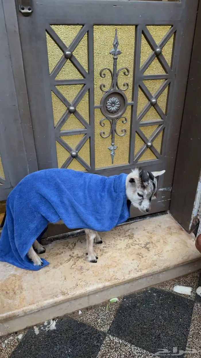 ماعز قزم 5