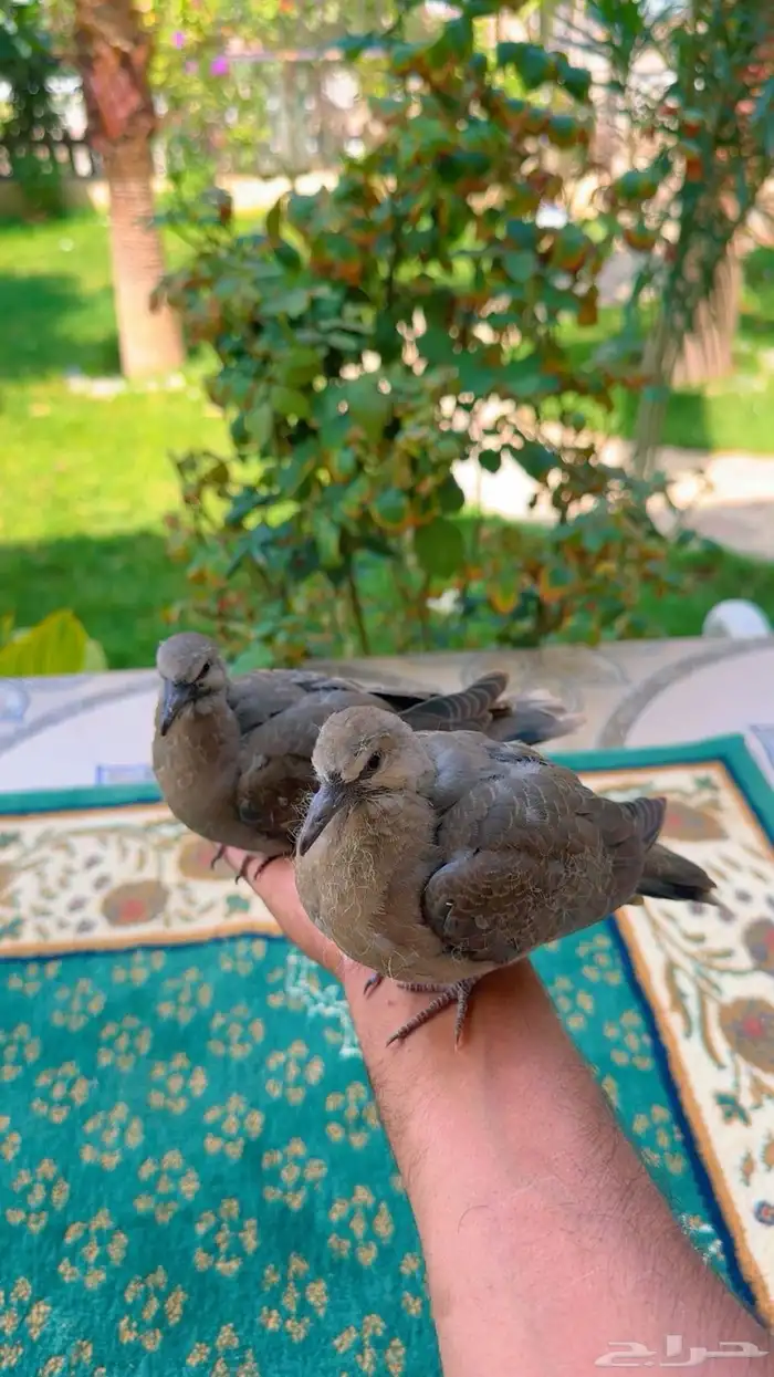 طبة قمري 4
