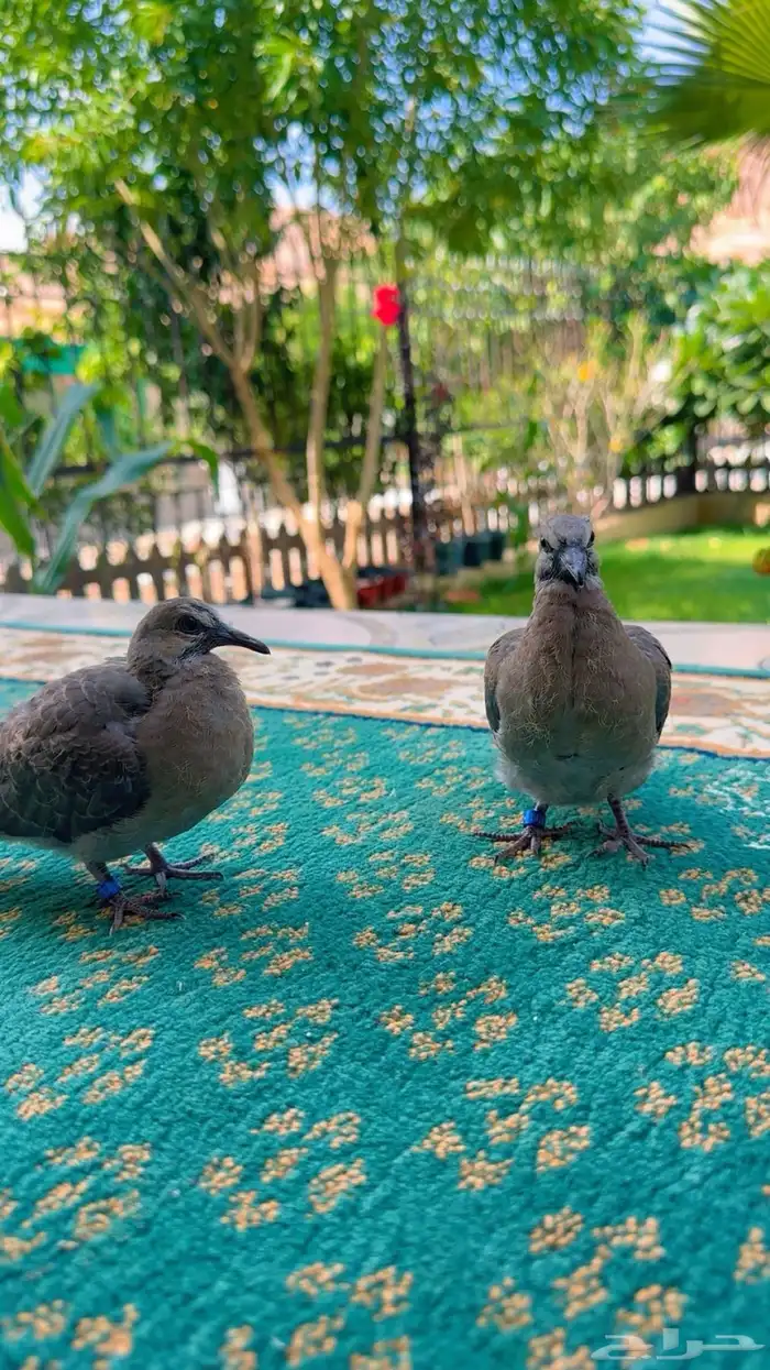 طبة قمري 1