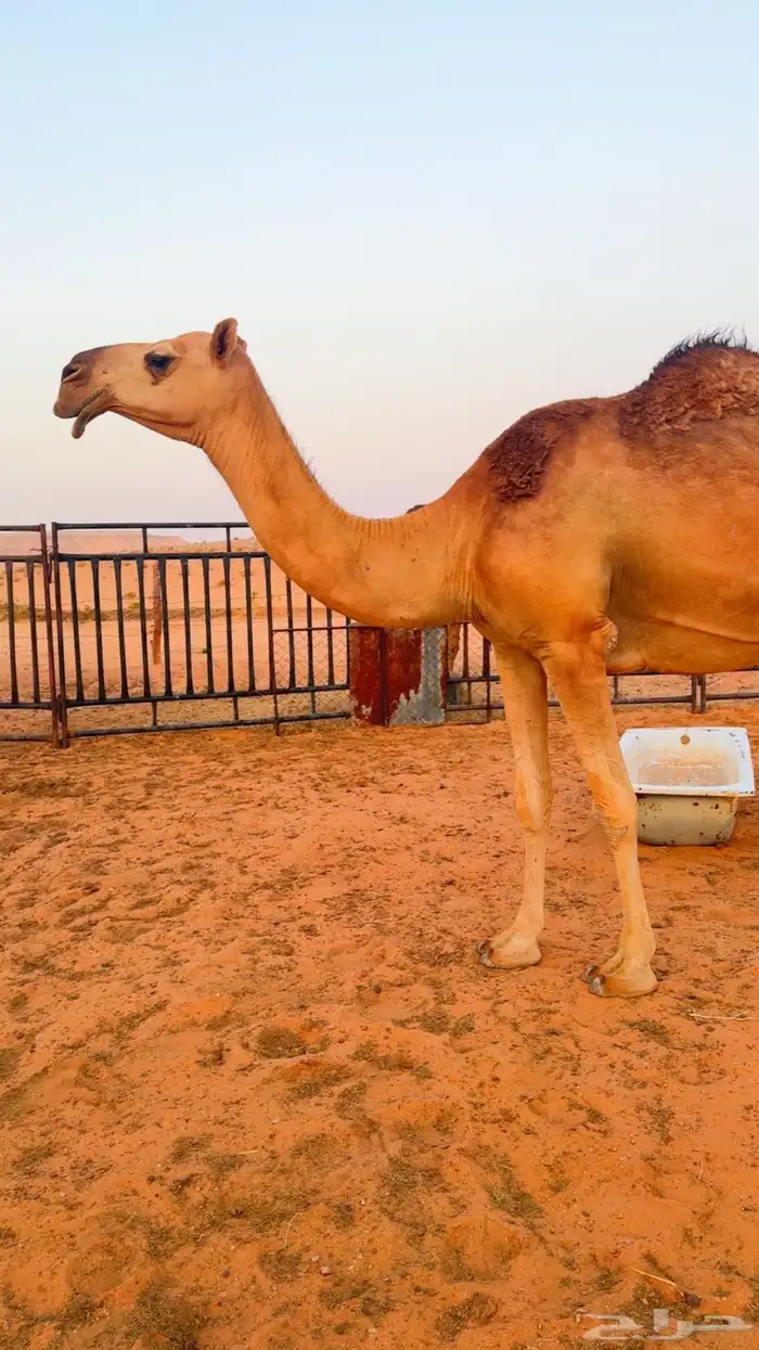 للبيع ناقه شعلاء 1