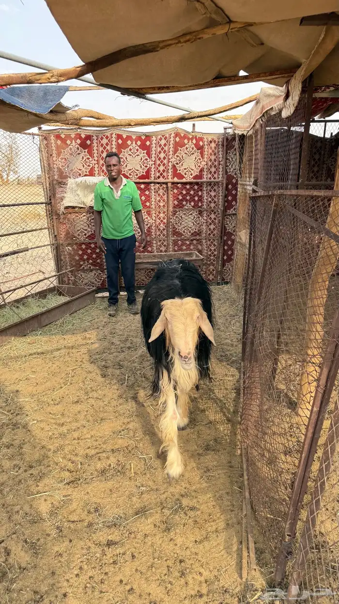 فحل نجدي مشروط على المسك 5