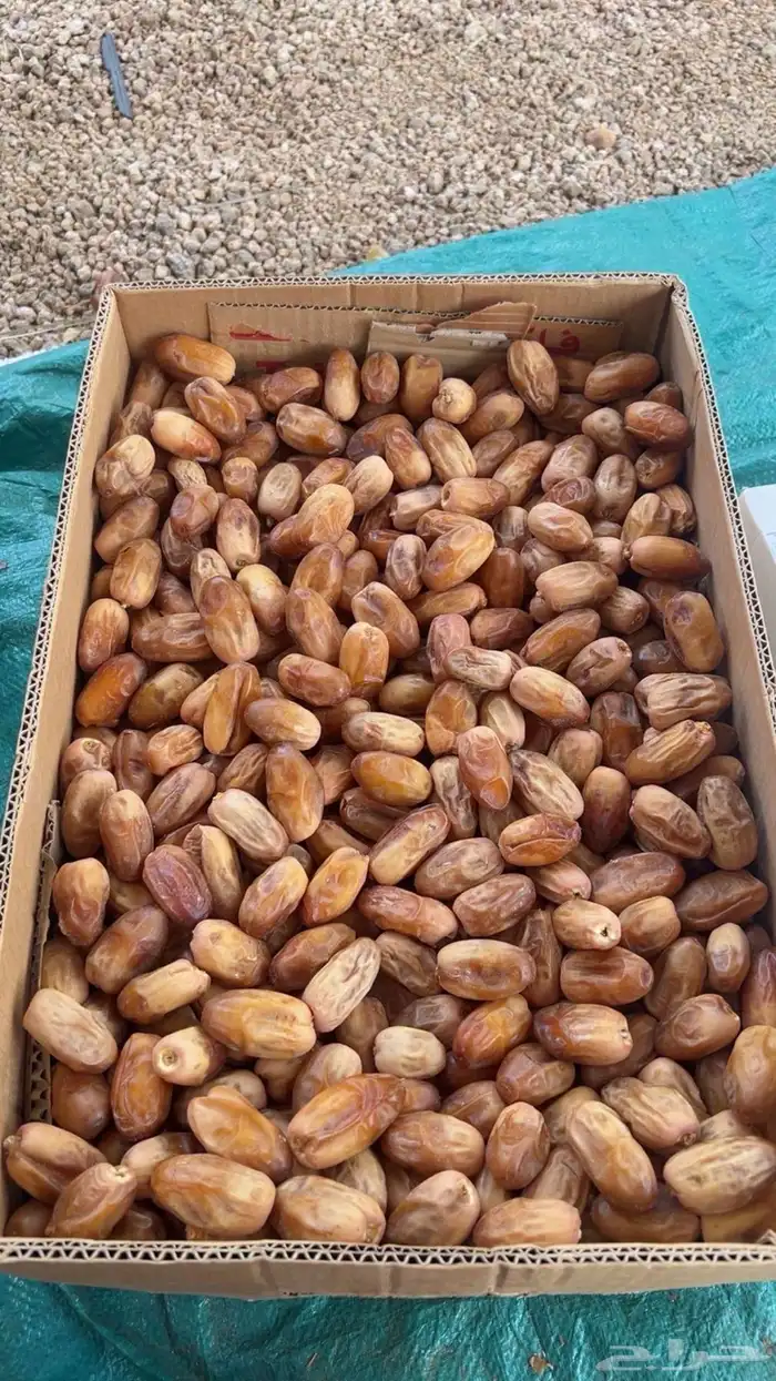 تمر بديره جديد وصفري 5