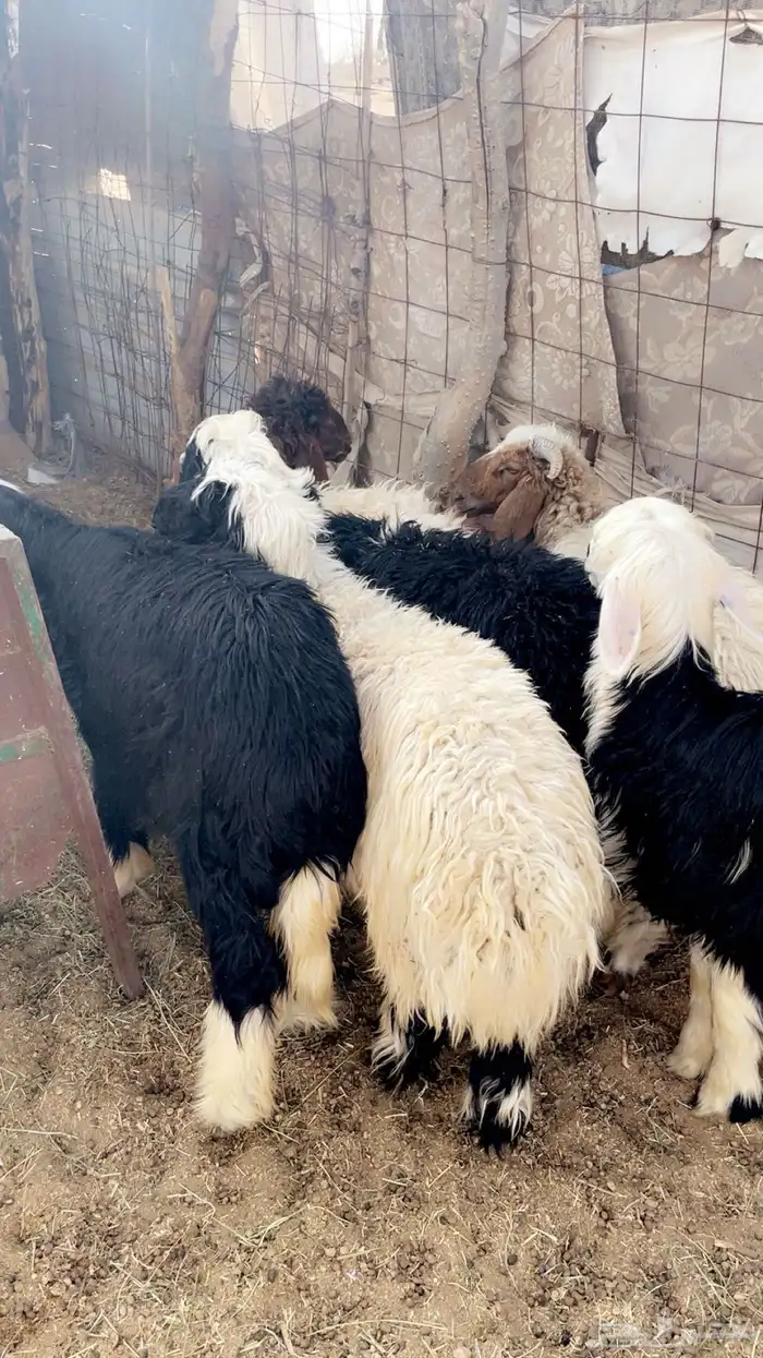 طليان طيبه 0