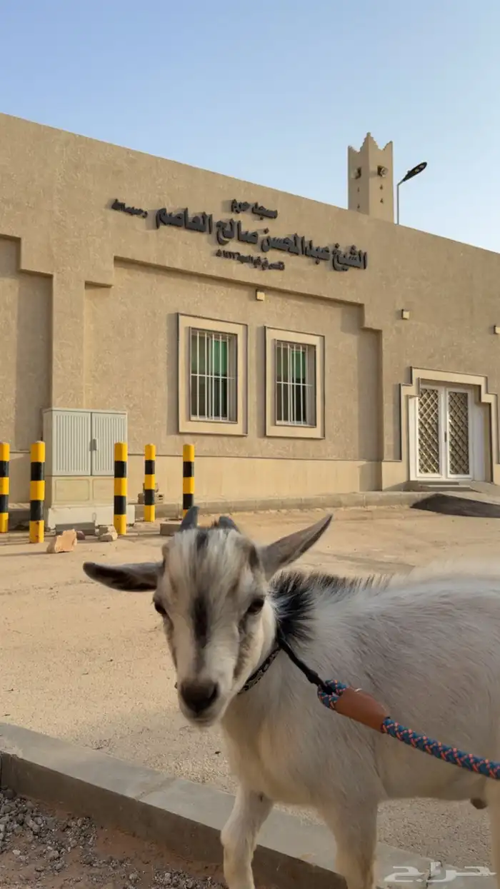 ماعز قزم 0