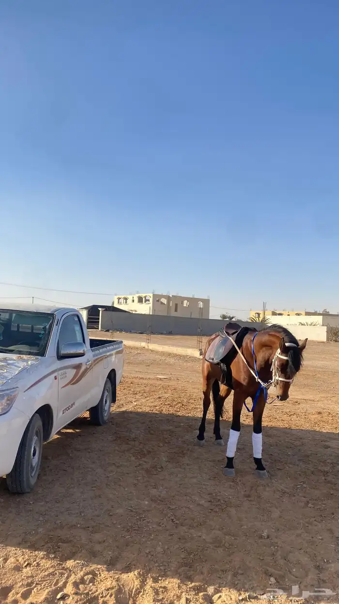 حصان فحل شعبي خيل جمال 1