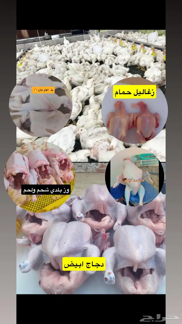 دجاج لاحم 2 كيلو 1