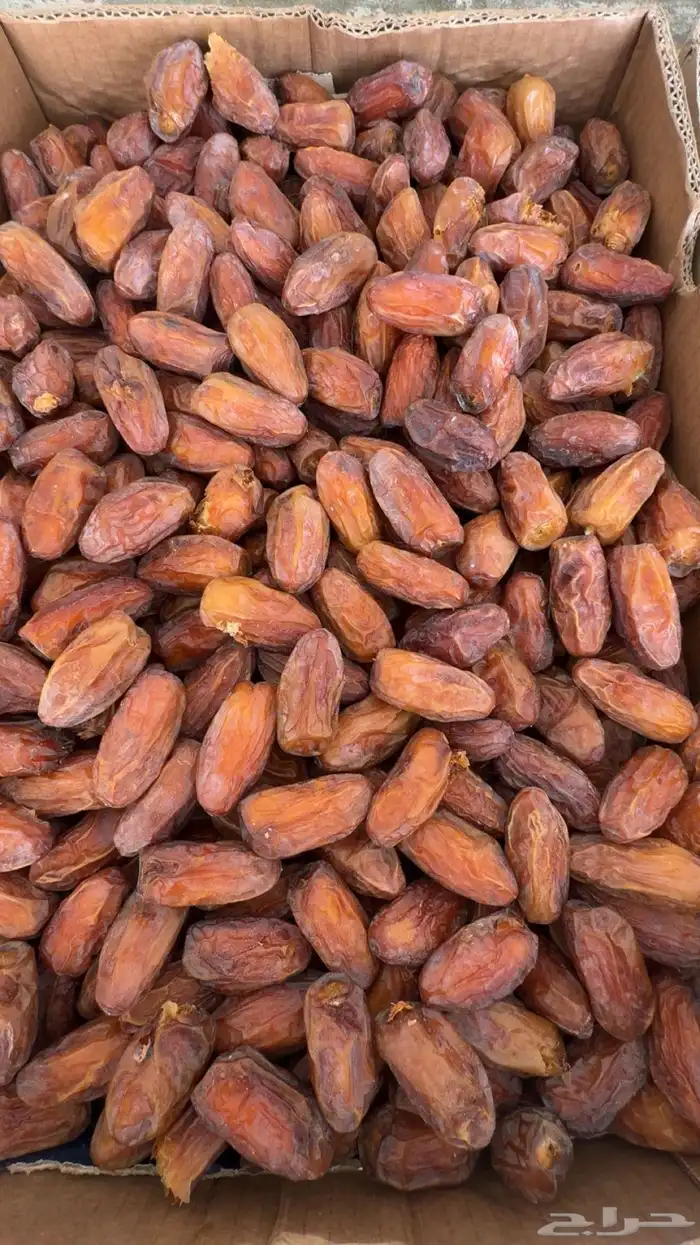 تمر صفري اشعل حبه كبير 2
