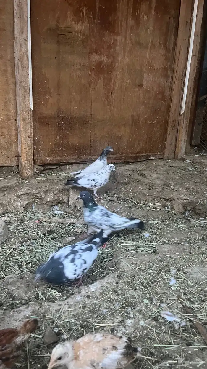 حمام باكستاني 1