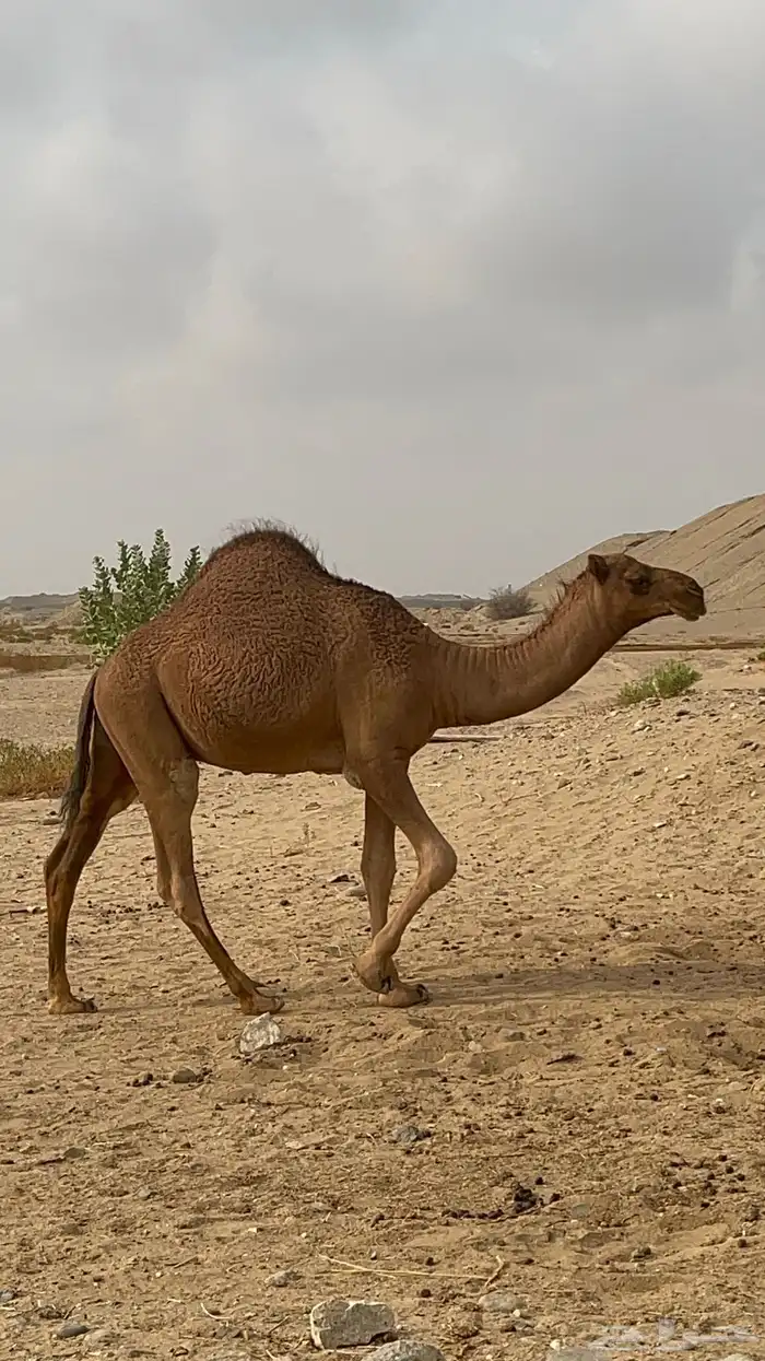 قعود مفرود للبيع 1