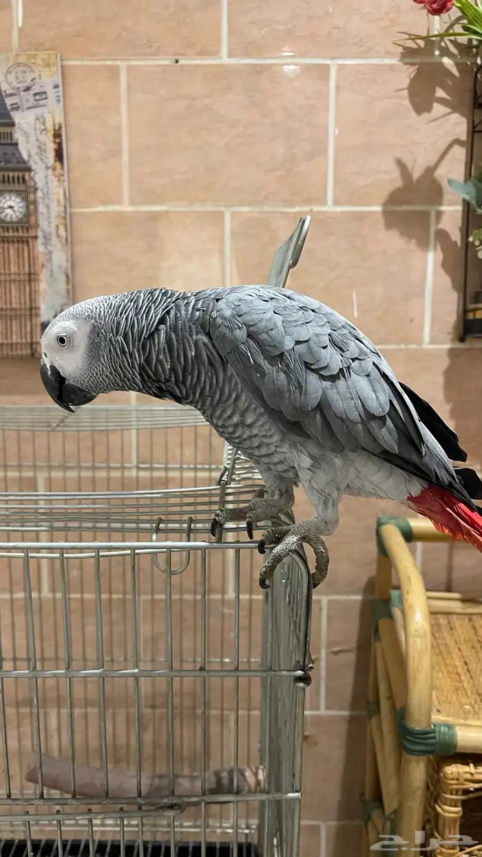 ببغاء كاسكو اليف ومتكلم العمر 4 سنوات على حد علمي 1