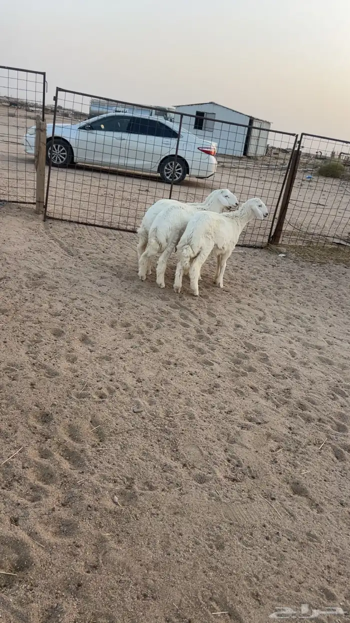 طليان حري 0