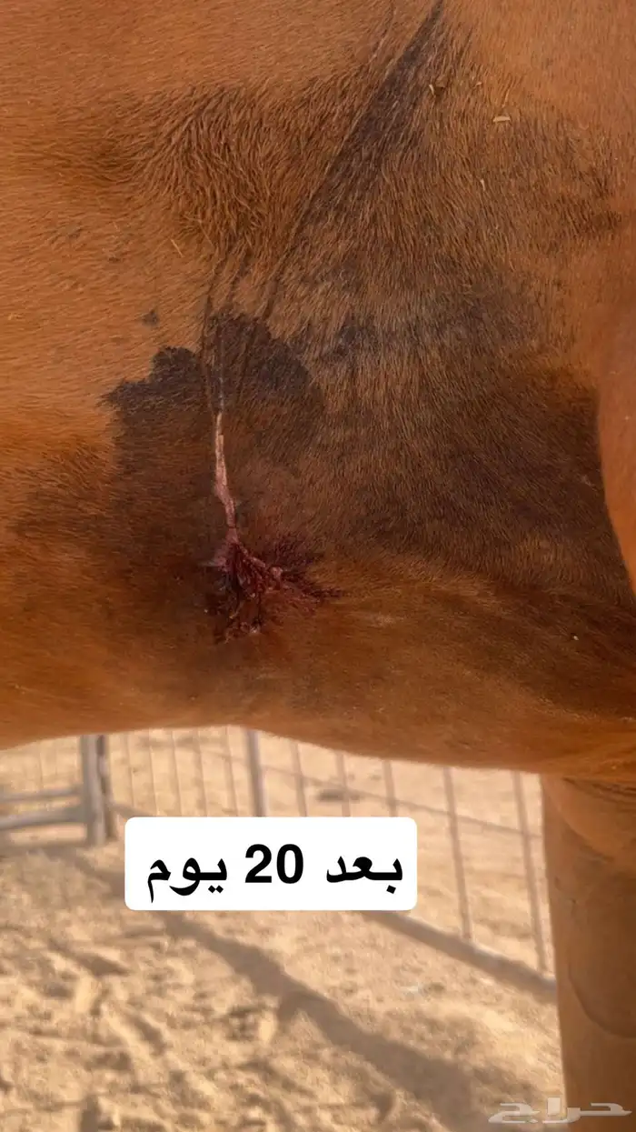علاج جميع الجروح للخيل بدون خياطه ولا عمليه 1