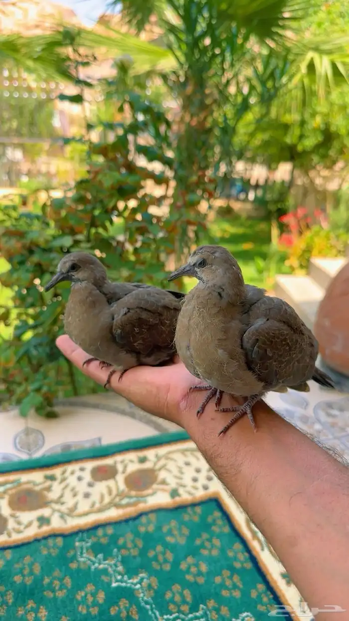 طبة قمري 3