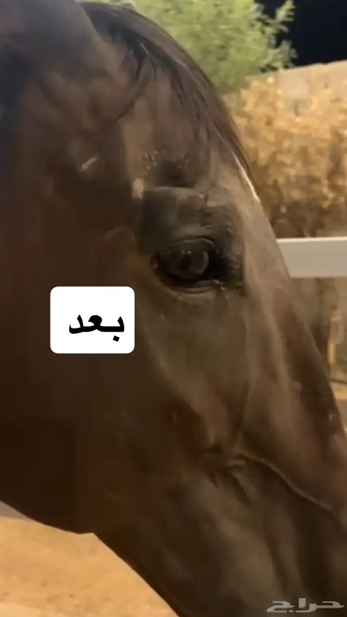 علاج جميع الجروح للخيل بدون خياطه ولا عمليه 3