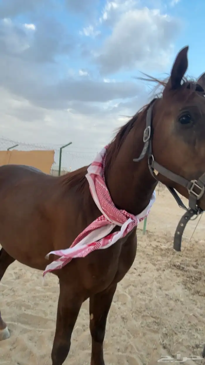 حصان شعبي حاار 3