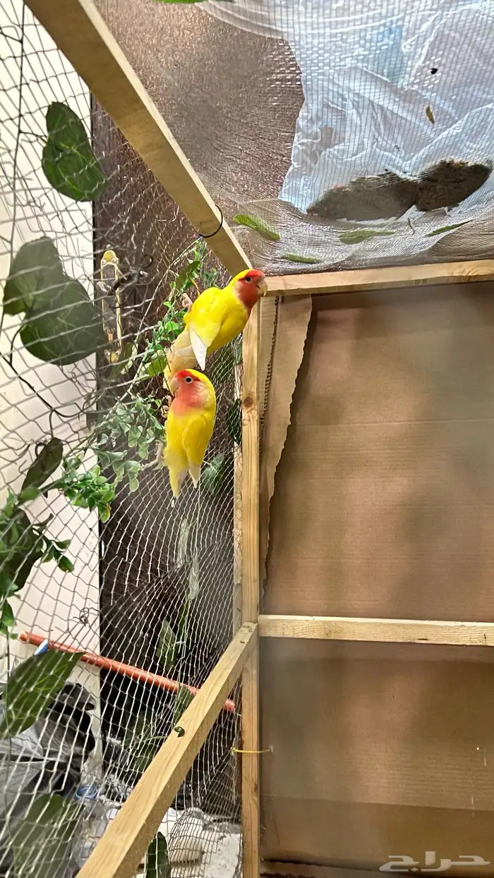 جوز روز منتج 0