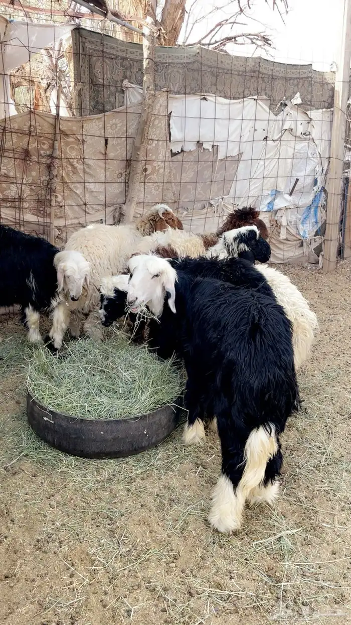 طليان طيبه 1