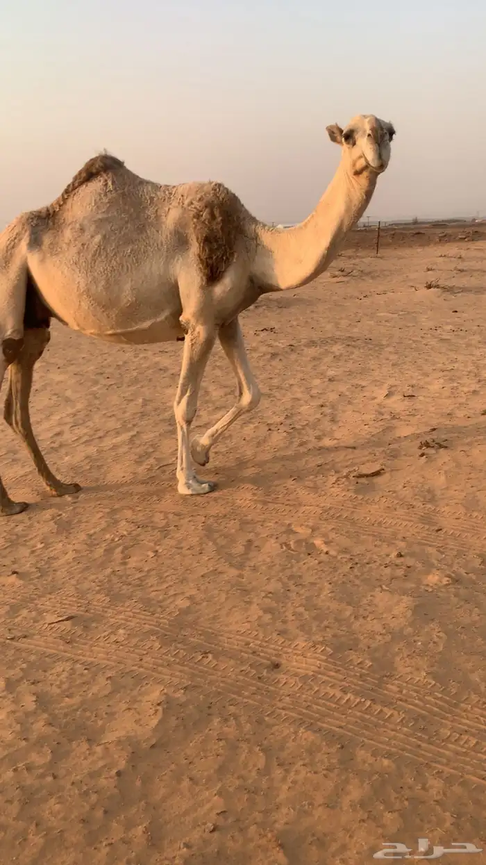 ضرايب للبيع 1