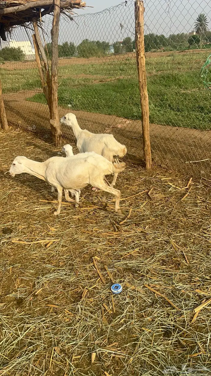 ضان مناتيج 3