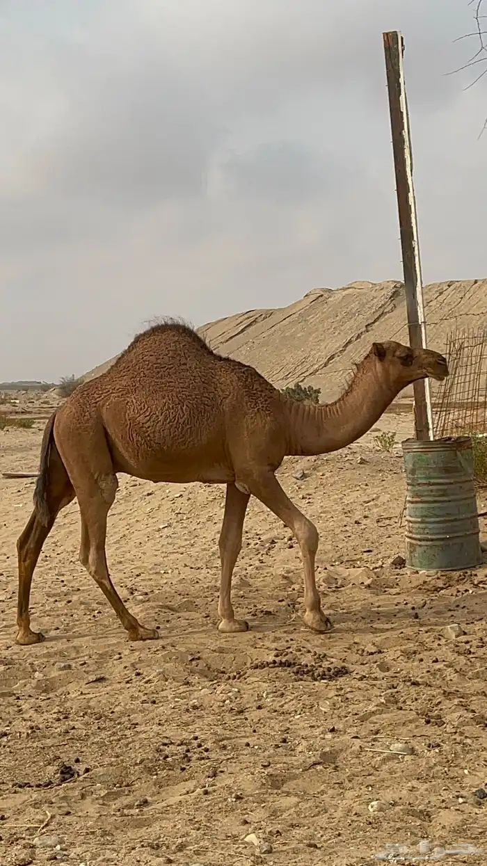 قعود مفرود للبيع 2