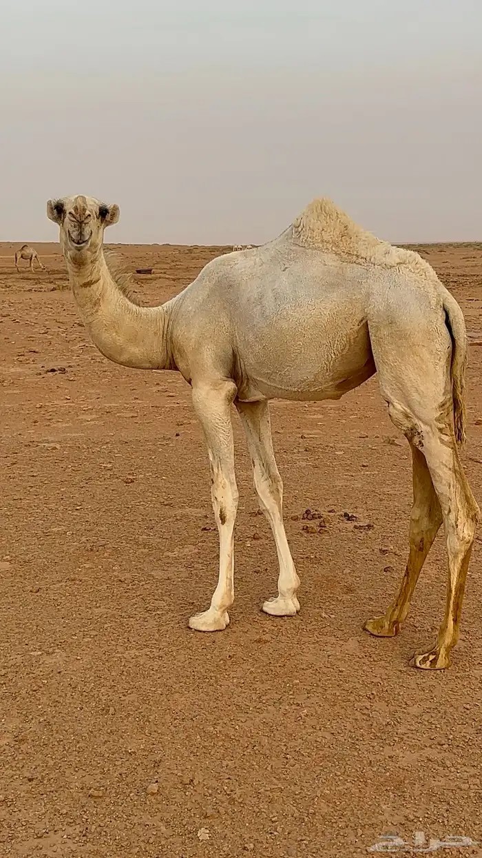 بكره رمانيه كفو فرديه 2