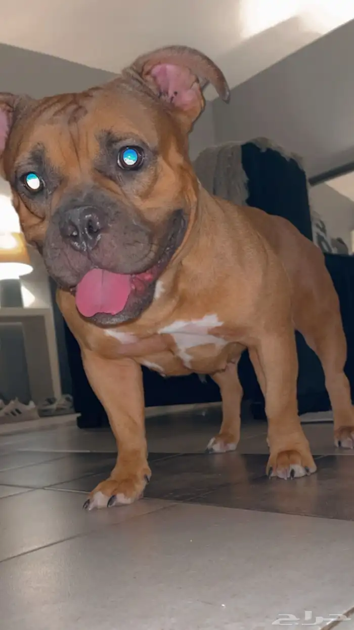 بوكت بولي American bully 0