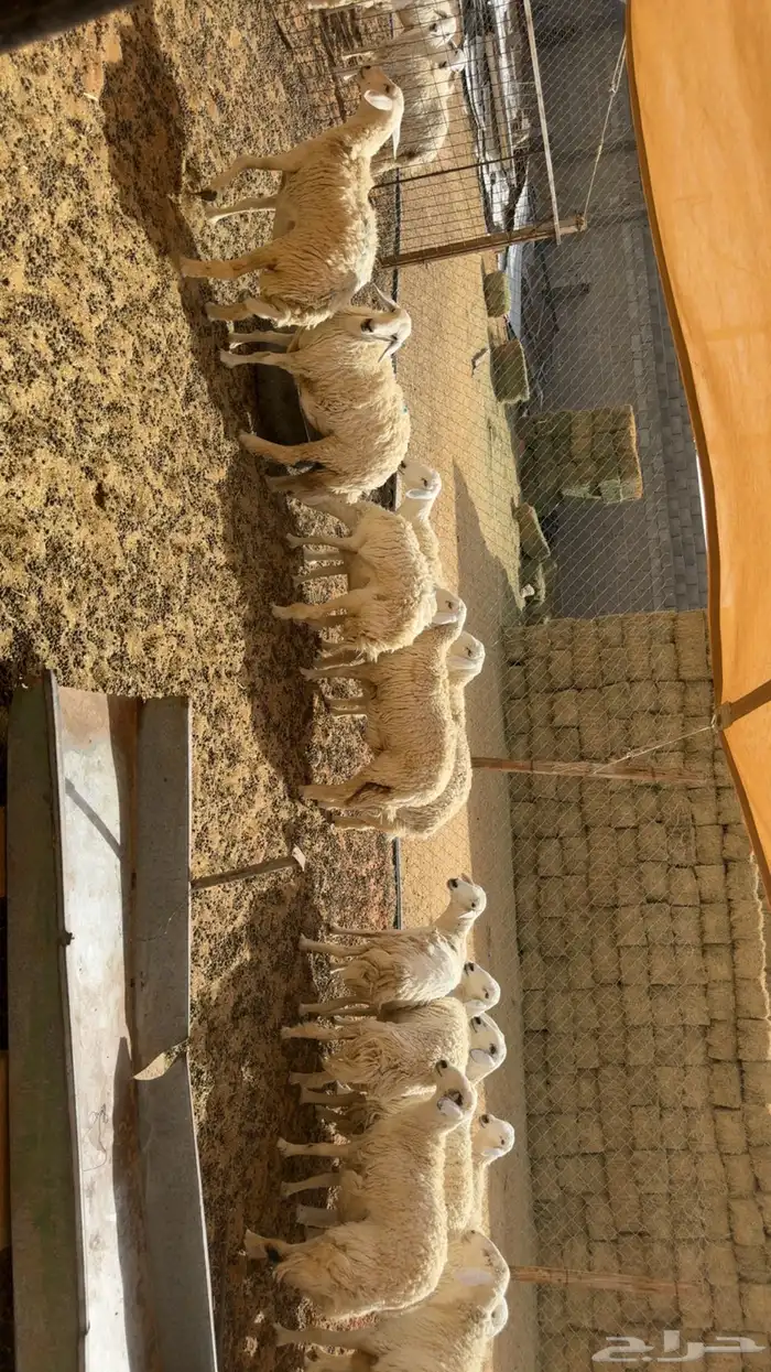 رخال حرش بفحلها فيها دفيع 5