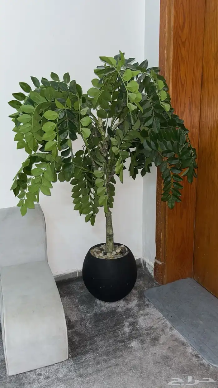 زرع ودراجه 1