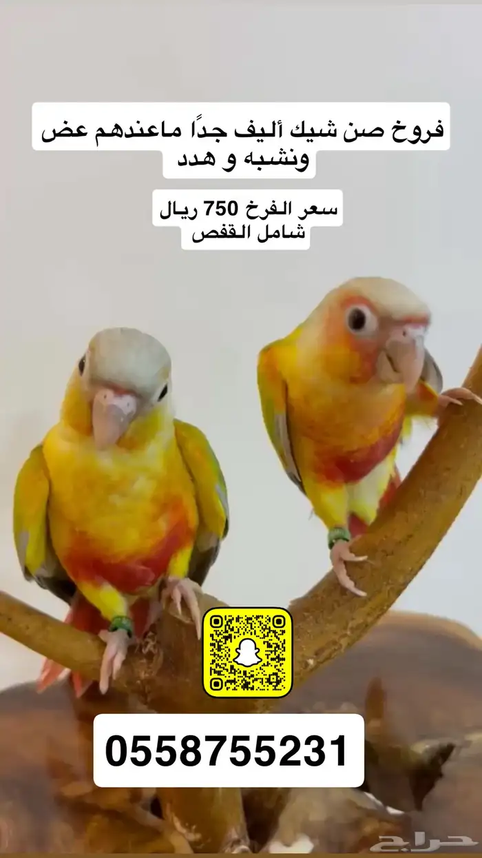 فرخ صن شيك نهاية غر 2