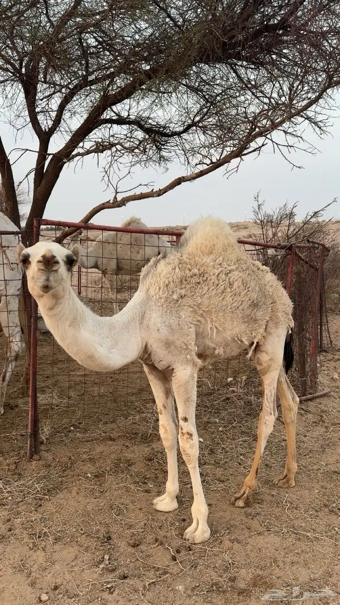 قعود شحم طيب بالحيل 0