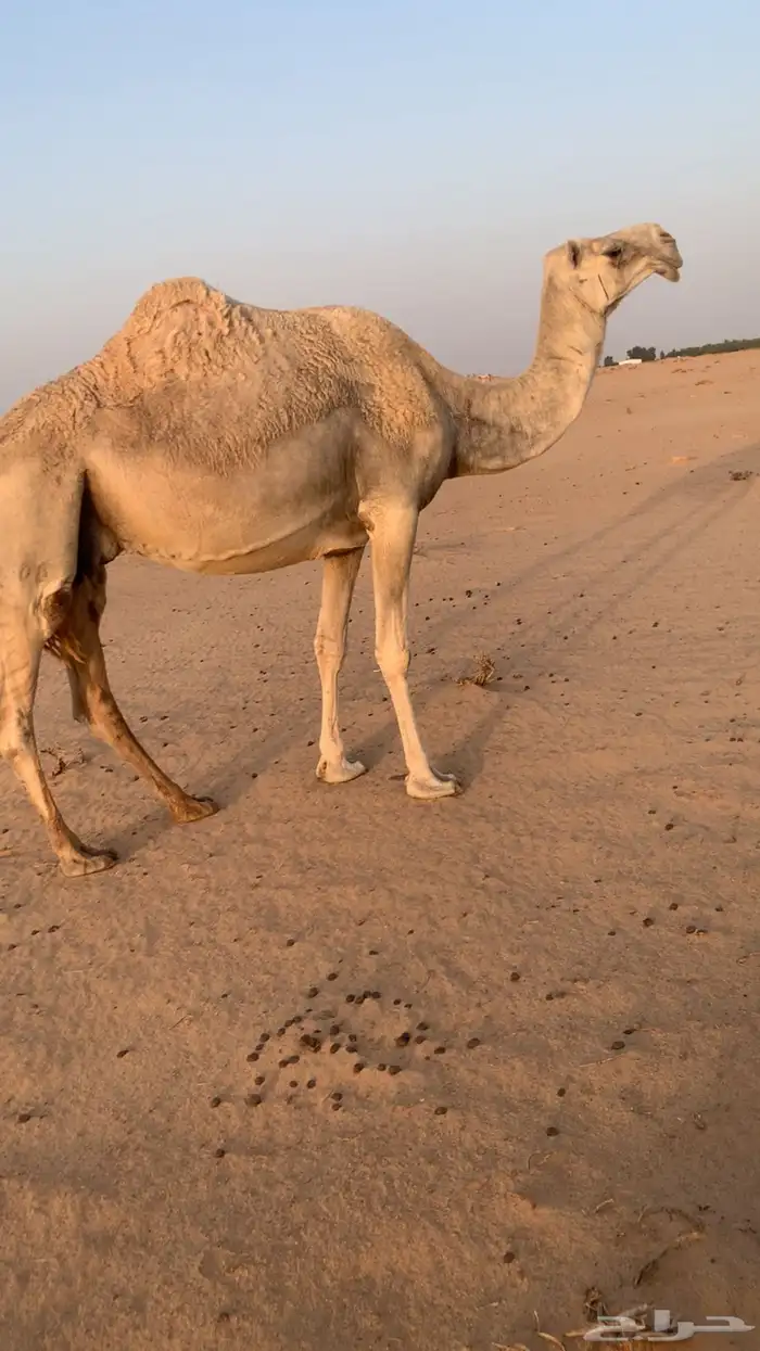 ضرايب للبيع 3