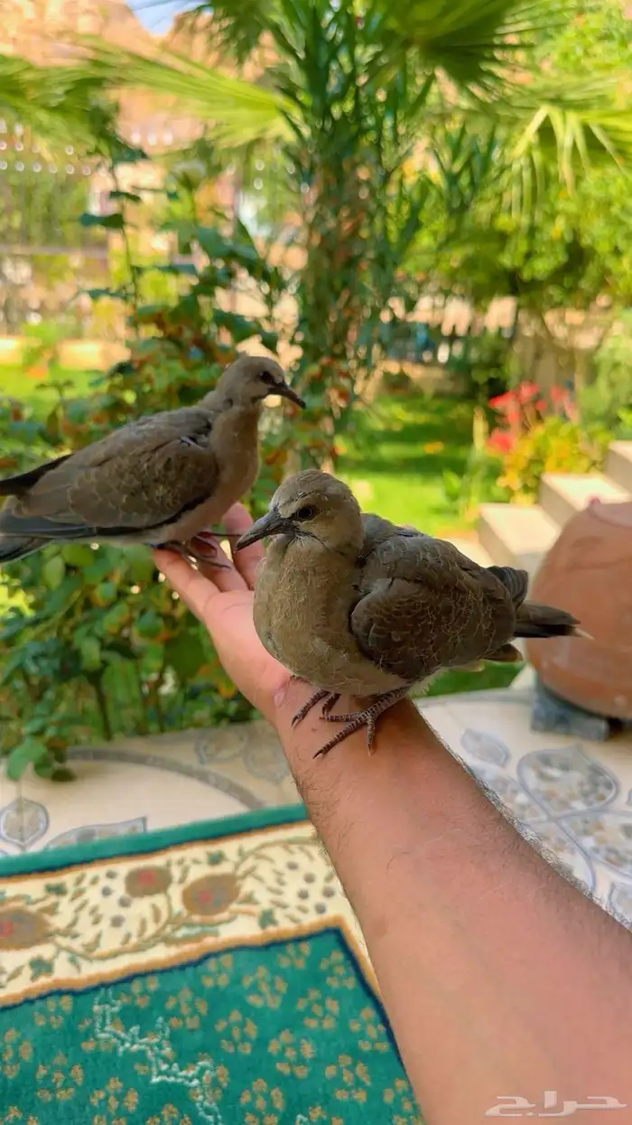 طبة قمري 2