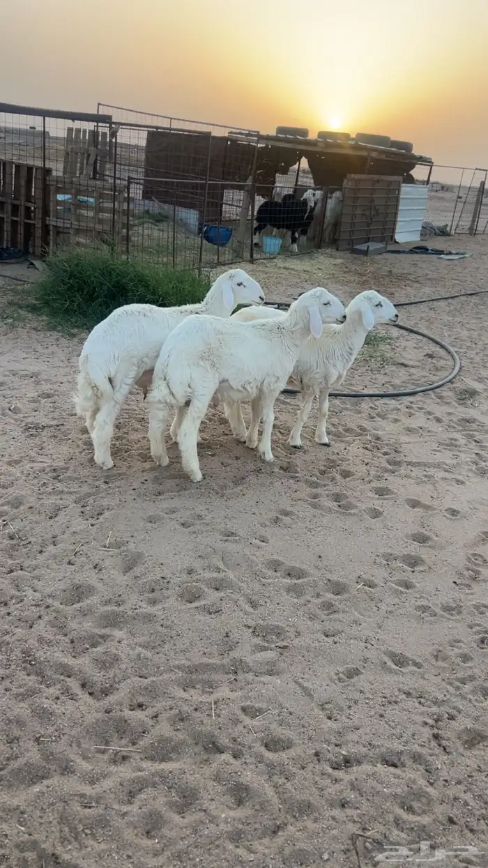 طليان حري 1