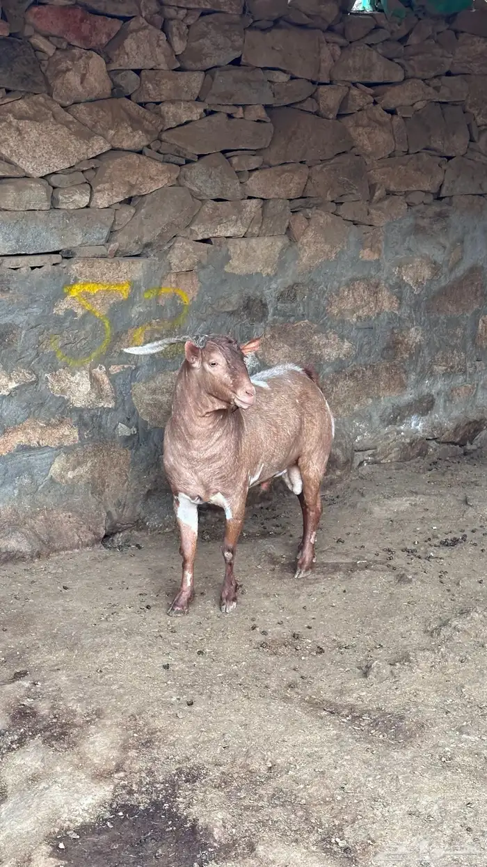 جفره وتيس محايليه اصل 4