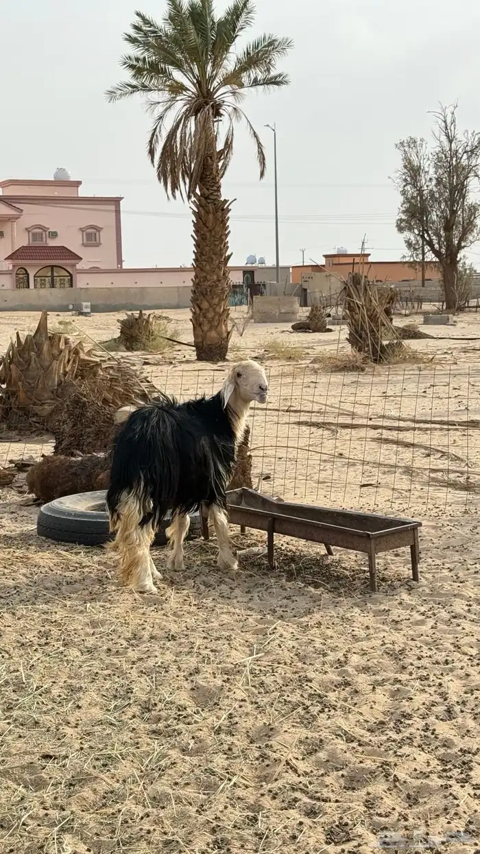 فحل نجدي مشروط على المسك 9
