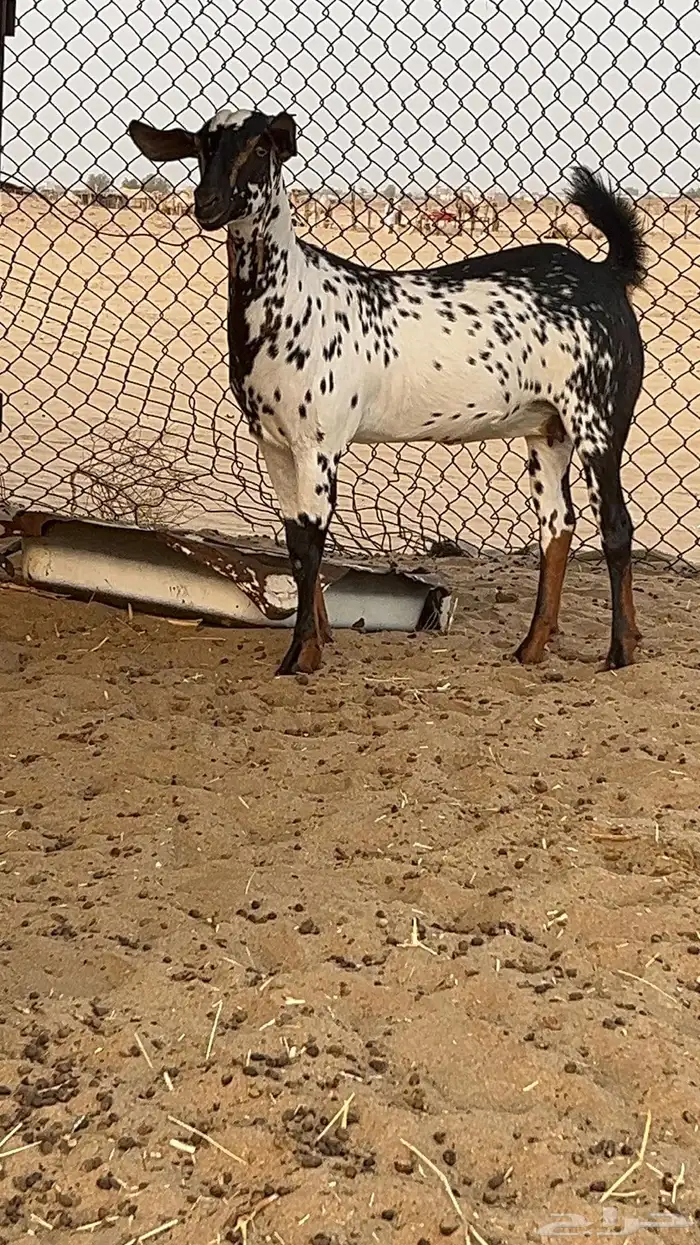 جفره بيشيه صنف 2
