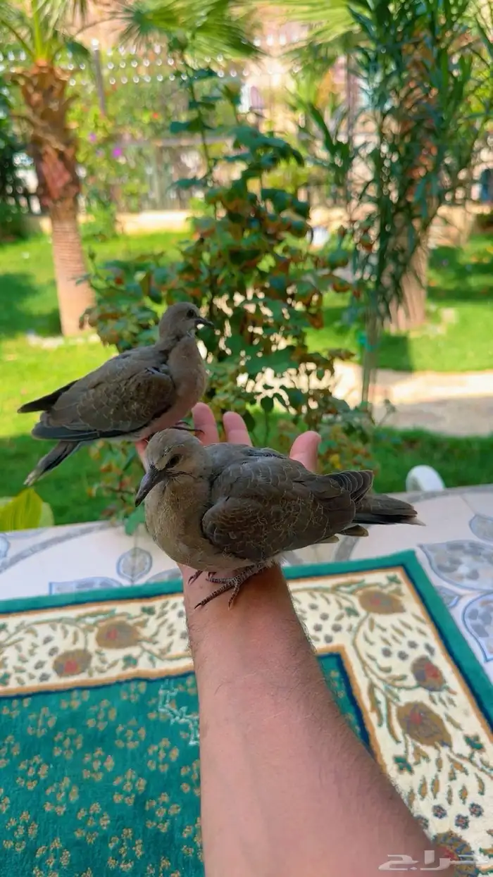 طبة قمري 5