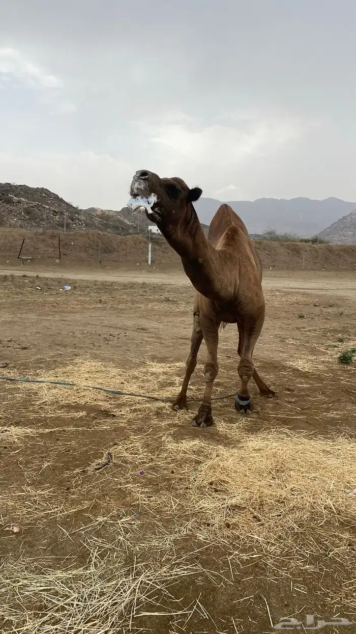 بعير ساحلي مشروط 1