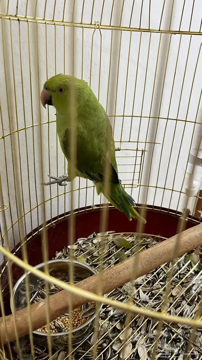ببغاء 5