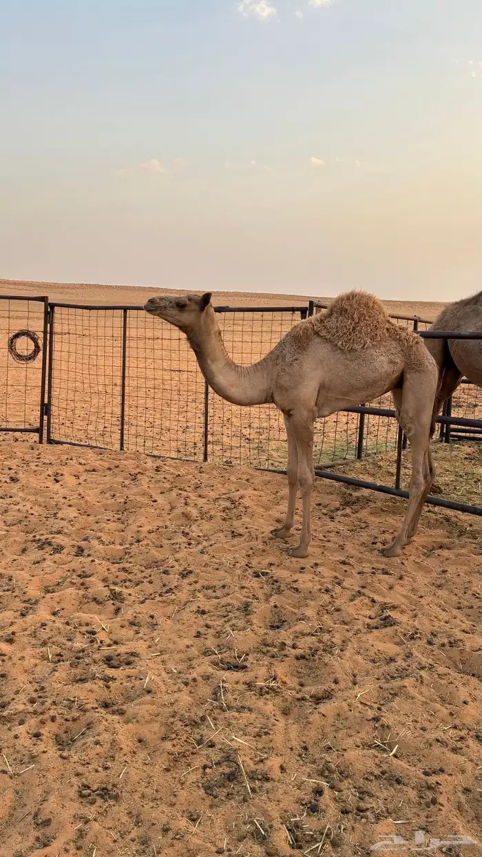 بكره هجن 0