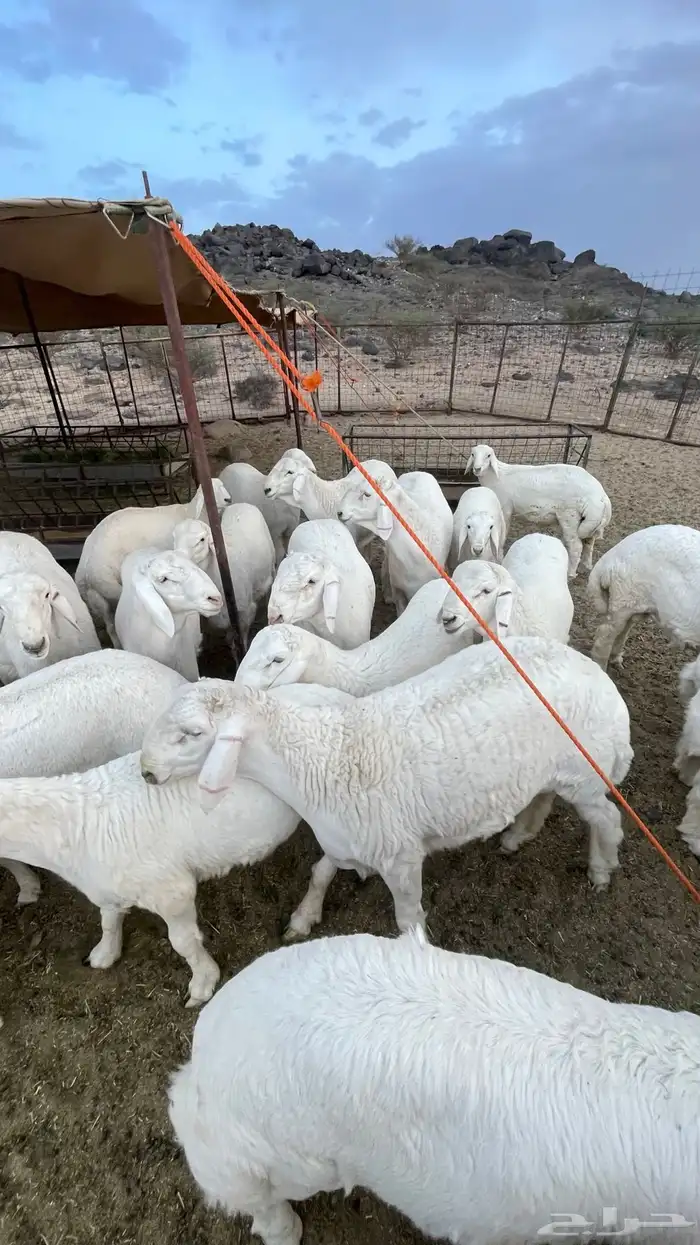 طليان مشاريع فحول من حلال كفو 5