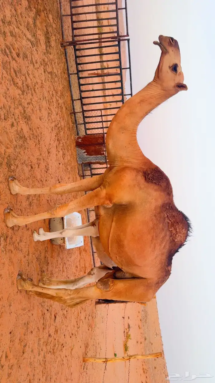 للبيع ناقه شعلاء 2