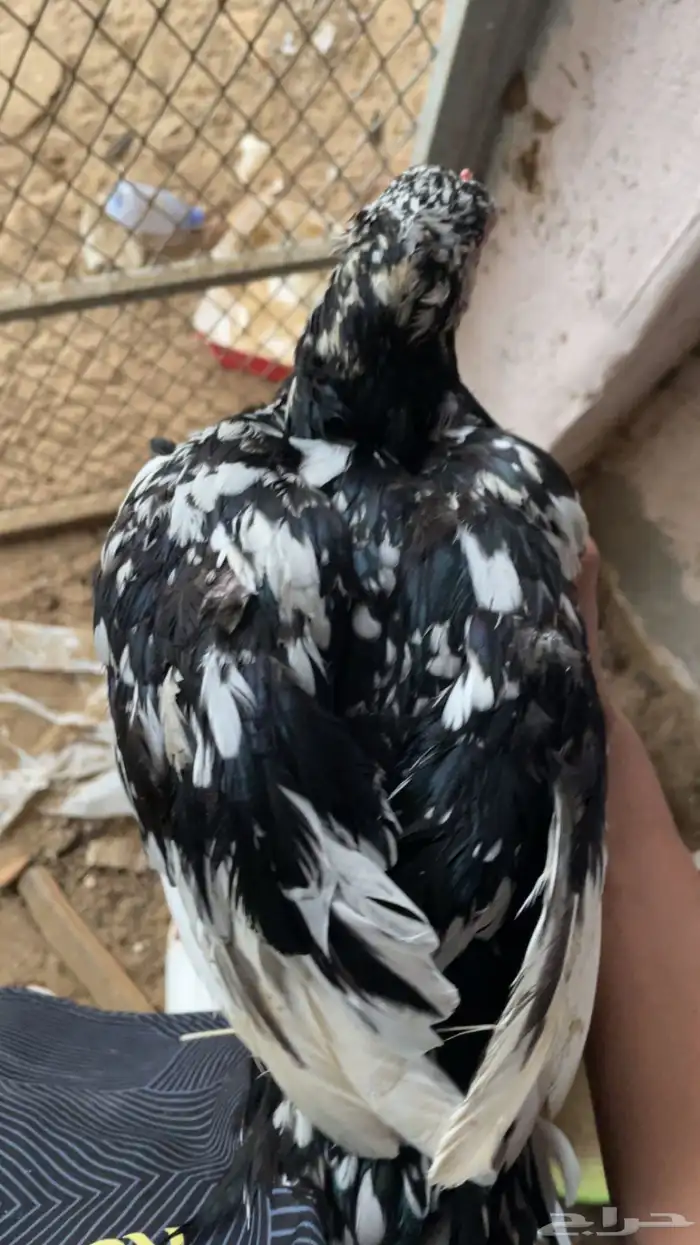 دجاجه سندي 0